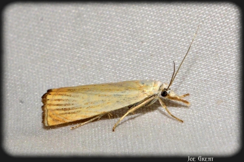 Chrysoteuchia culmella - kerti fűgyökérmoly