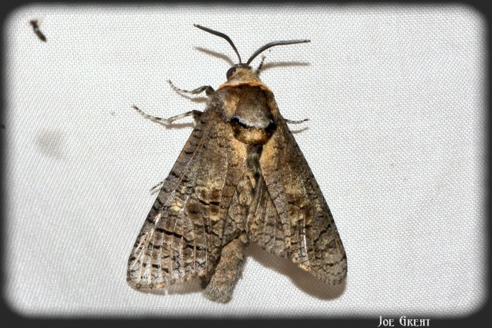 Cossus cossus - fűzfarontólepke