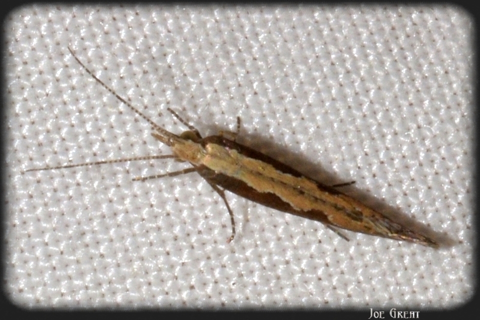Plutella xylostella - káposztamoly