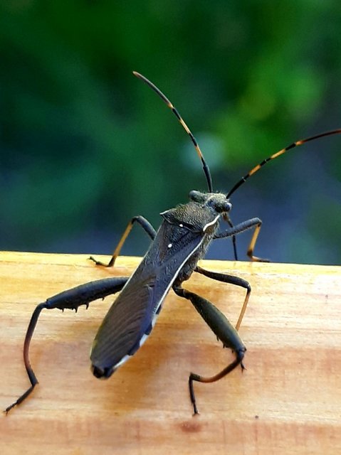 Camptopus lateralis - görbelábú karimáspoloska