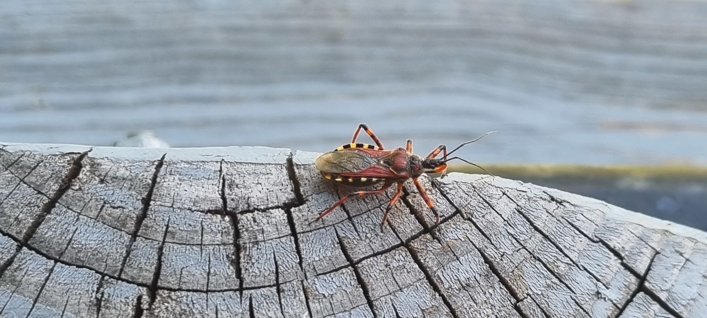 Rhynocoris iracundus - közönséges gyilkospoloska