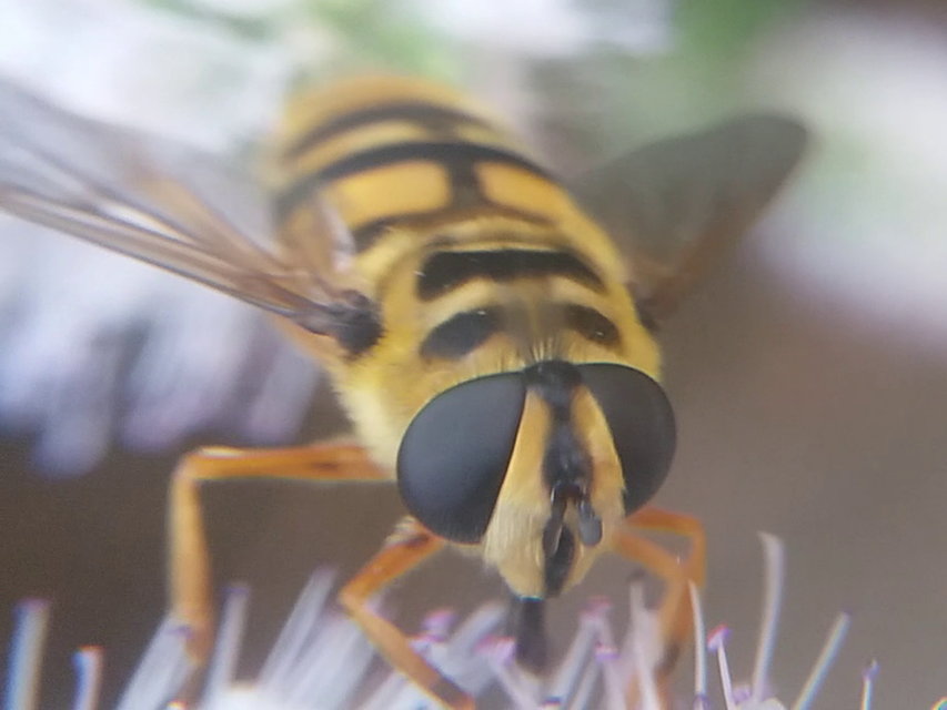 Myathropa florea - halálfejes odúlégy