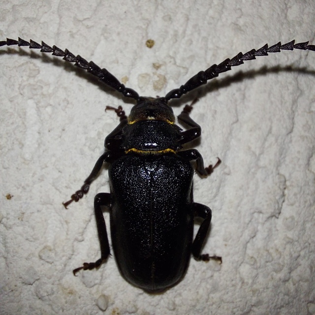 Prionus coriarius - csőszcincér