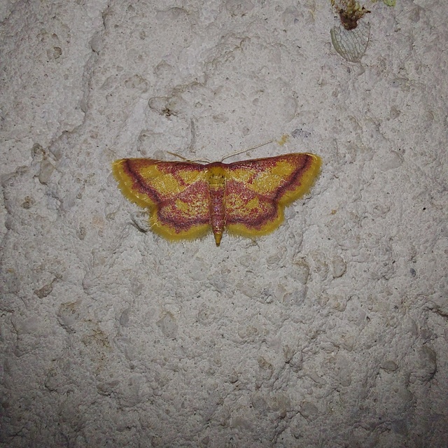 Idaea muricata - mocsári pirosaraszoló
