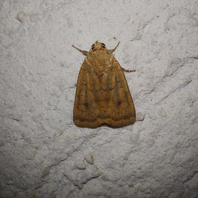 Noctua interjecta - zömök sárgafűbagoly