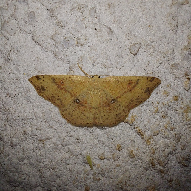 Cyclophora porata - körös pettyesaraszoló