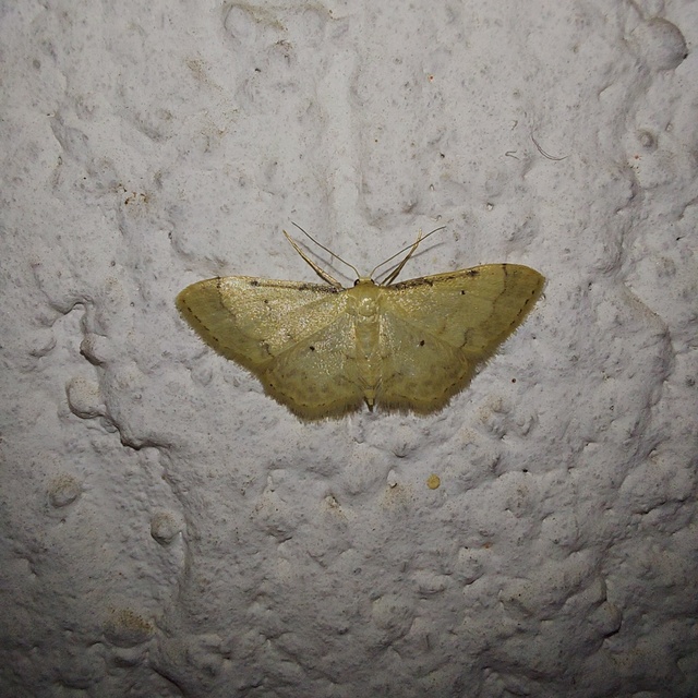 Idaea politaria - vonalas apróaraszoló