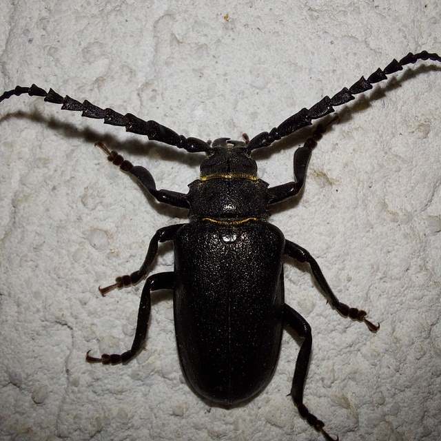 Prionus coriarius - csőszcincér