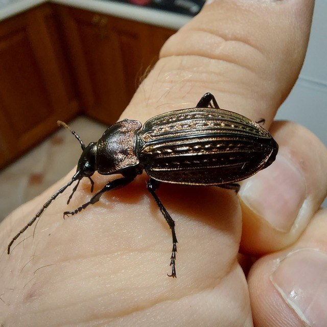Carabus ulrichii - rezes futrinka Carabus ulrichii - rezes futrinka