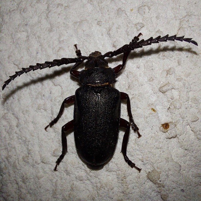 Prionus coriarius - csőszcincér