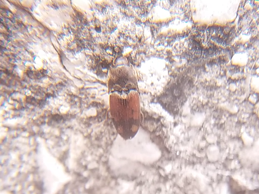 Drasterius bimaculatus - változékony pattanó