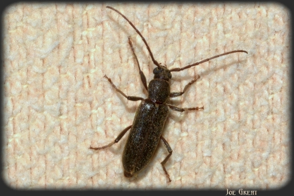 Trichoferus campestris - szállóvendég éjicincér