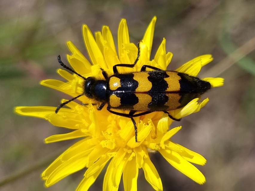 Mylabris variabilis - szalagos hólyaghúzó Mylabris variabilis - szalagos hólyaghúzó