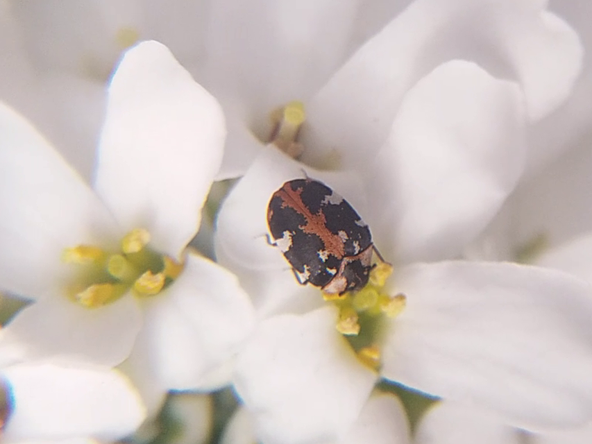 Anthrenus scrophulariae - nagy múzeumbogár
