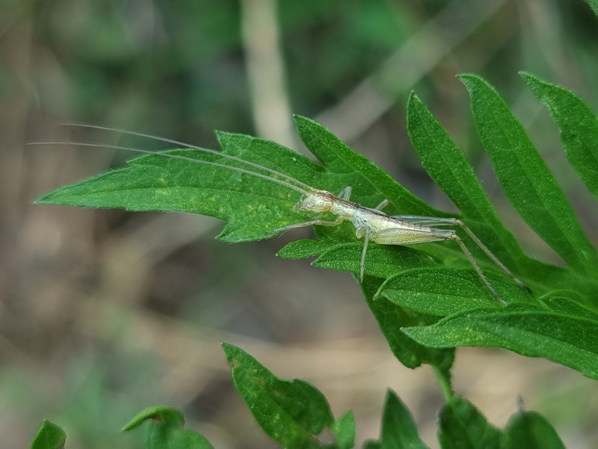 Oecanthus pellucens - pirregőtücsök