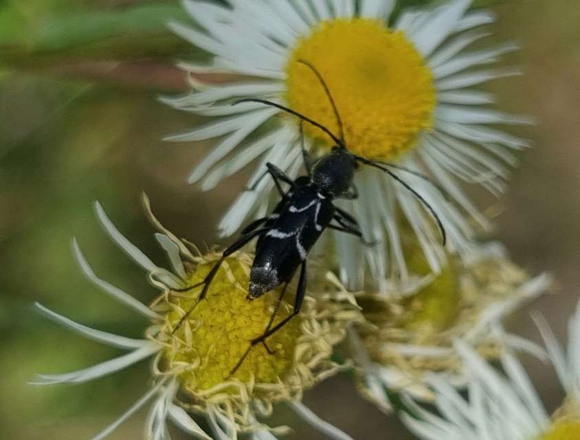 Chlorophorus sartor - feketevállú darázscincér