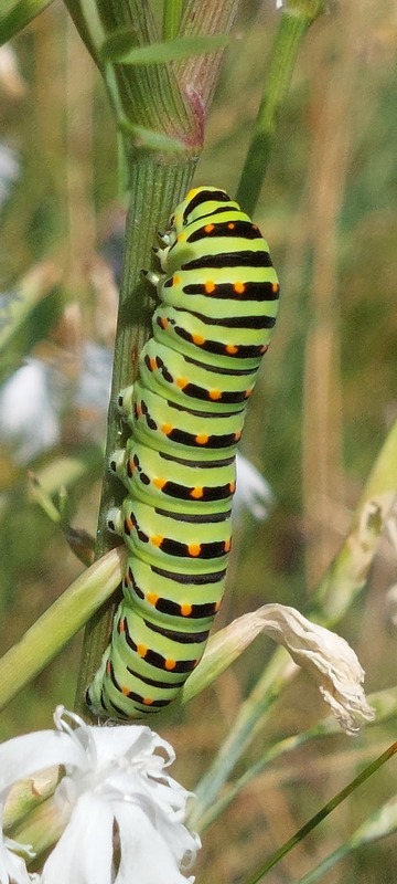 Papilio machaon - fecskefarkú lepke