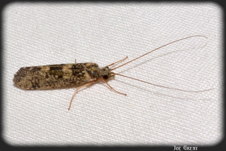 Trichoptera - Tegzesek
