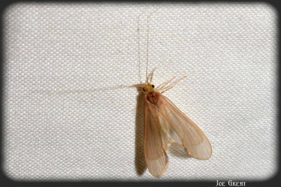 Trichoptera - Tegzesek