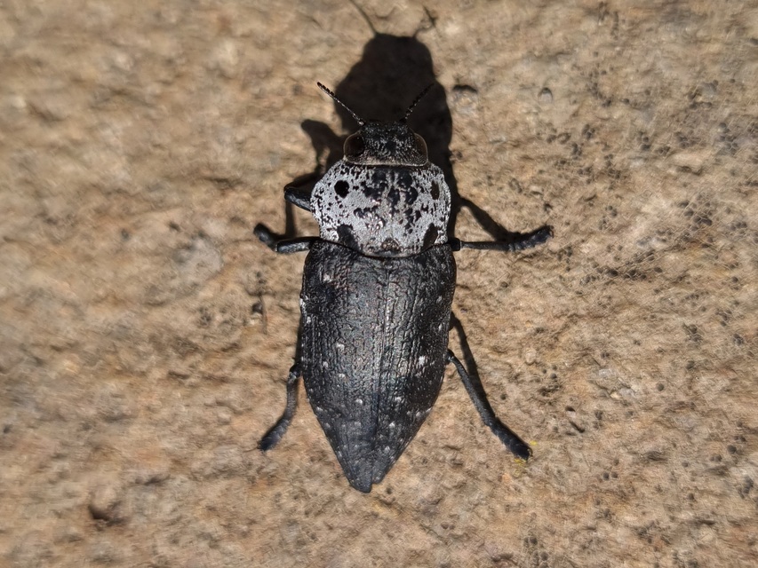 Capnodis tenebrionis - kökény-tükrösdíszbogár