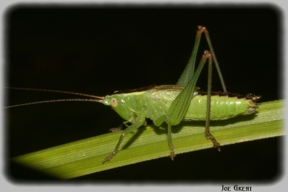 Conocephalus
