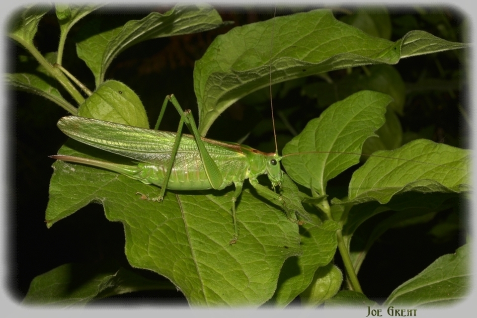 Tettigonia viridissima - zöld lombszöcske