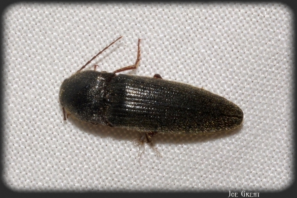 Melanotus crassicollis - vállas gyászpattanó