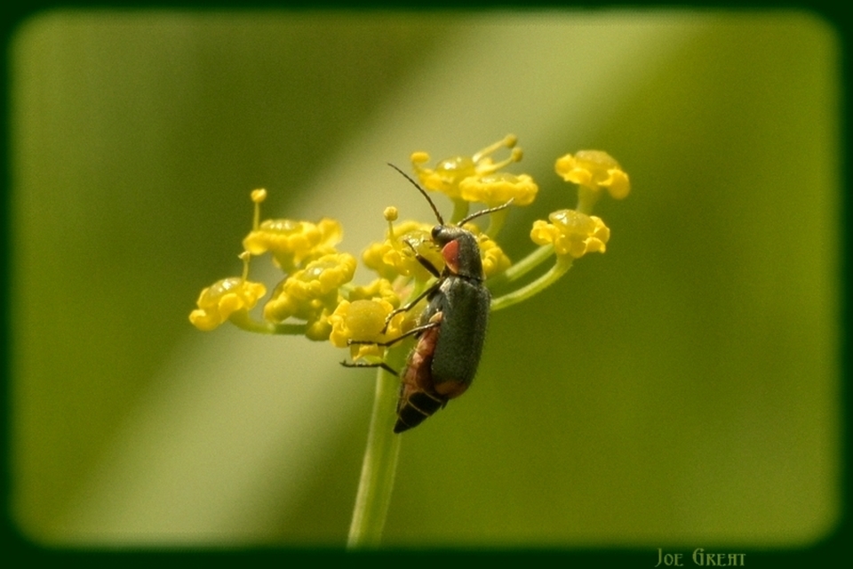 Clanoptilus marginellus - szegélyes bibircsesbogár