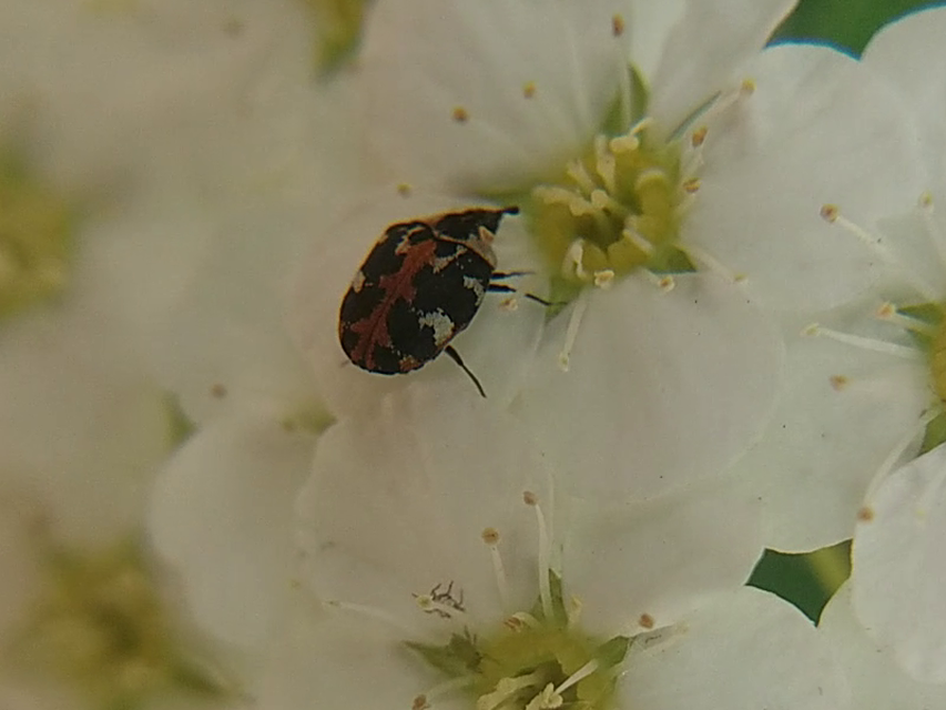 Anthrenus scrophulariae - nagy múzeumbogár
