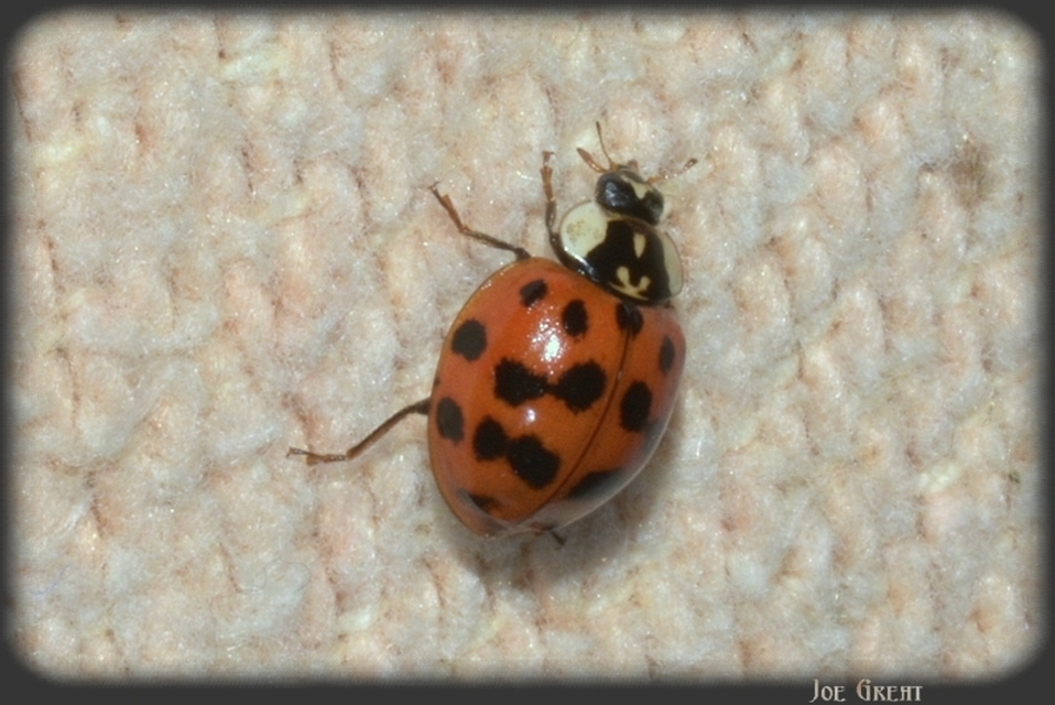 Harmonia axyridis - harlekinkatica