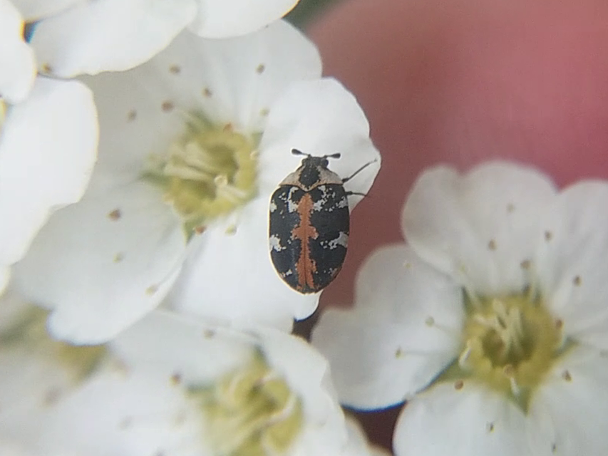 Anthrenus scrophulariae - nagy múzeumbogár