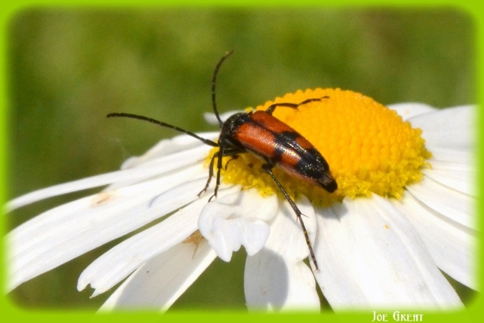 Stenurella bifasciata - kétöves karcsúcincér