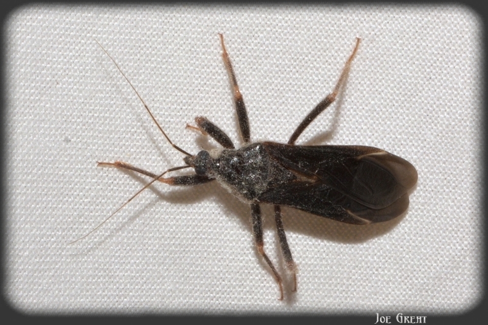Reduvius personatus - szemetes zugpoloska
