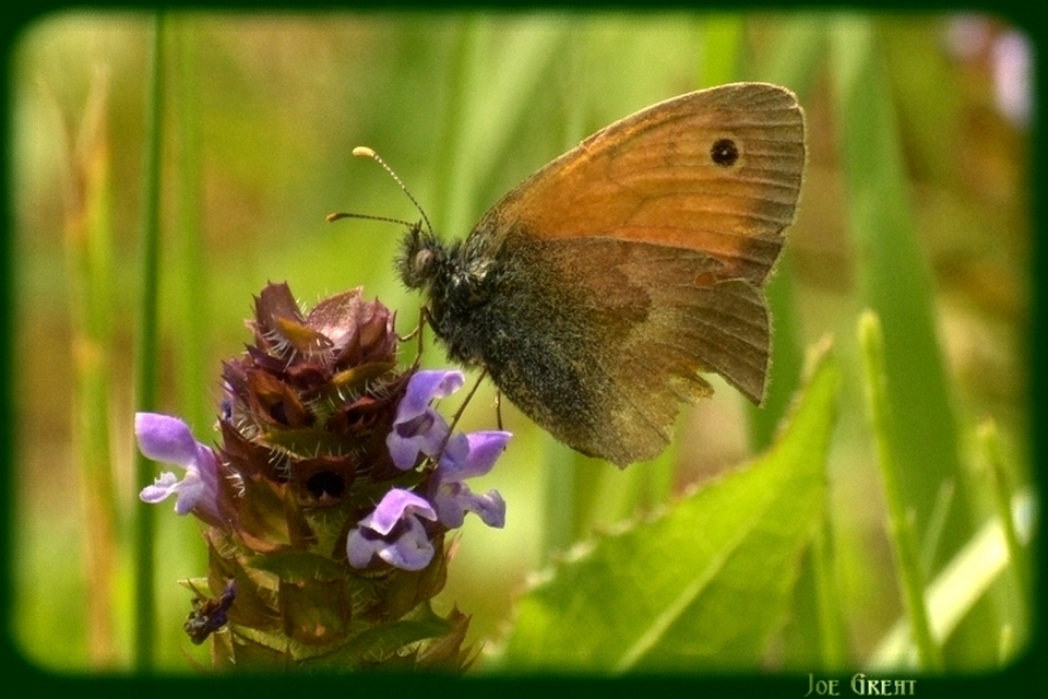 Coenonympha pamphilus - kis szénalepke