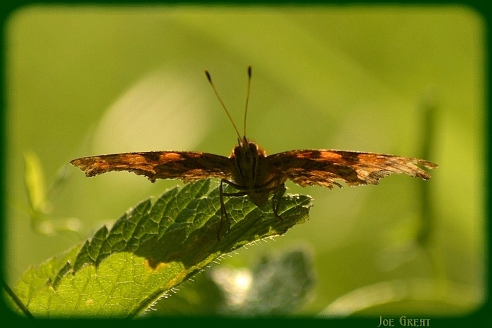 Nymphalis c-album - C-betűs lepke