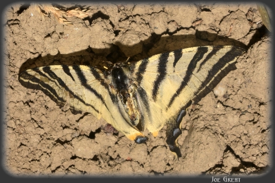 Iphiclides podalirius - kardoslepke