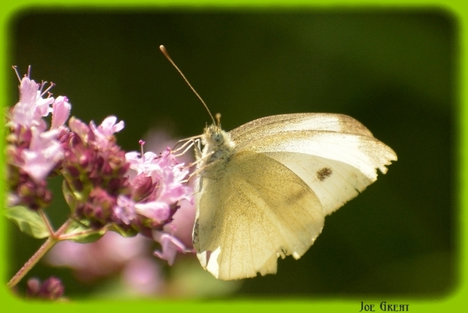Pieris rapae - répalepke