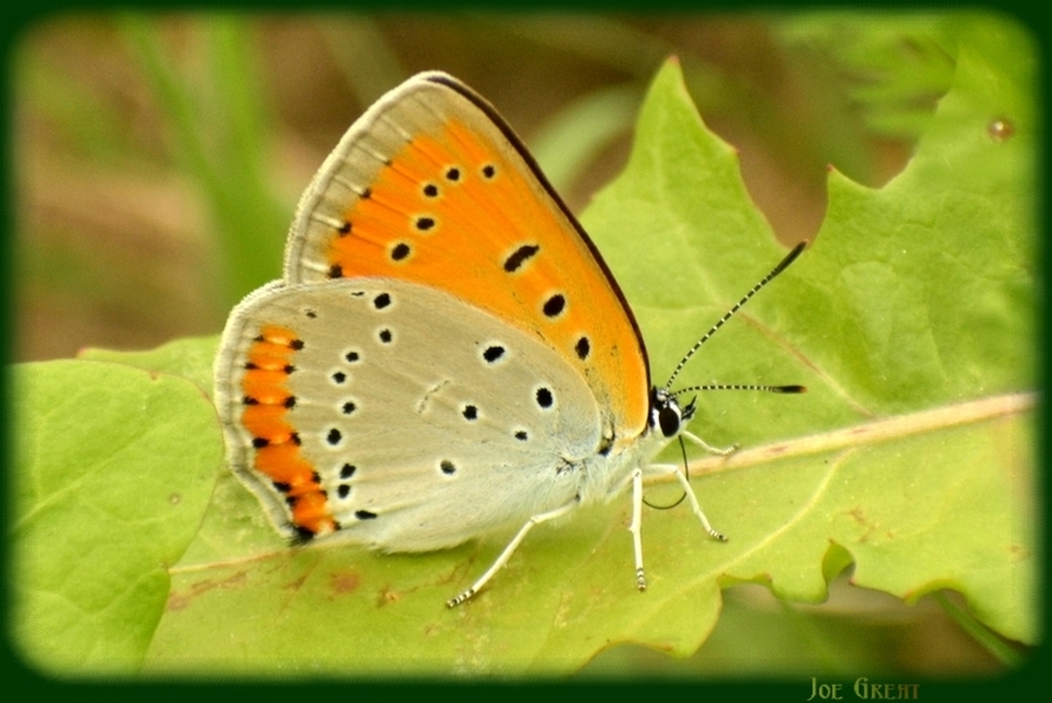 Lycaena dispar rutilus - nagy tűzlepke