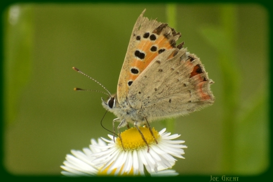 Lycaena phlaeas - közönséges tűzlepke