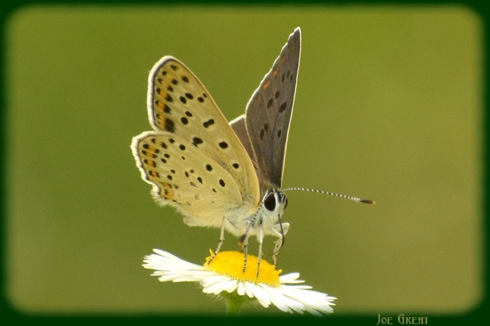 Lycaena tityrus - barna tűzlepke