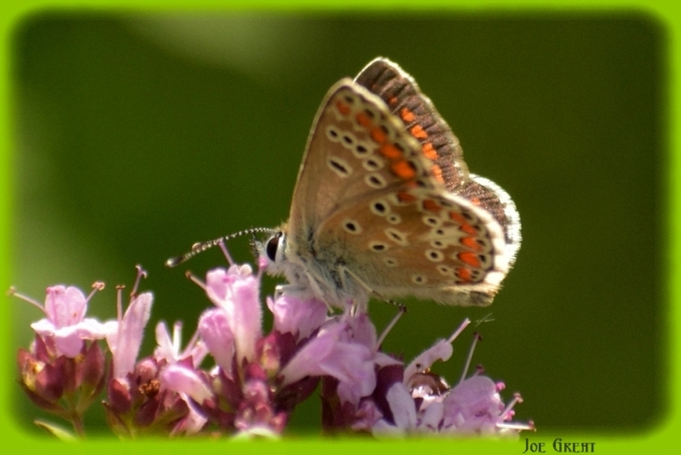 Aricia agestis - szerecsenboglárka