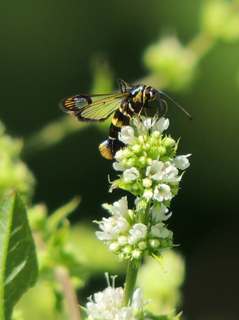Sesiidae - szitkárfélék