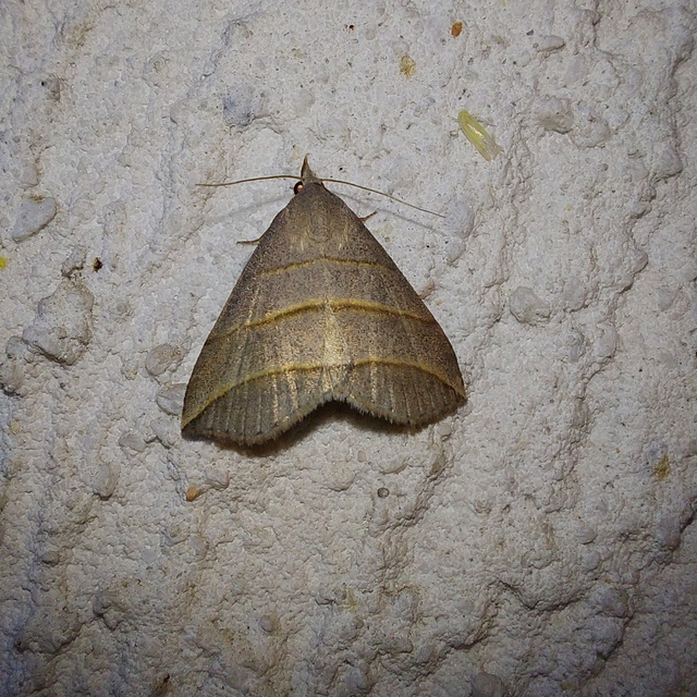 Colobochyla salicalis - háromsávos törpebagoly
