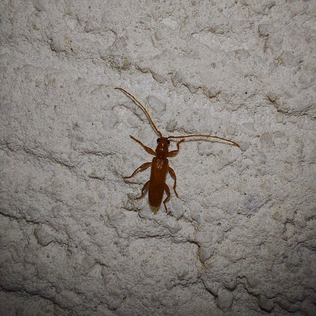 Axinopalpis gracilis - kecses selymescincér