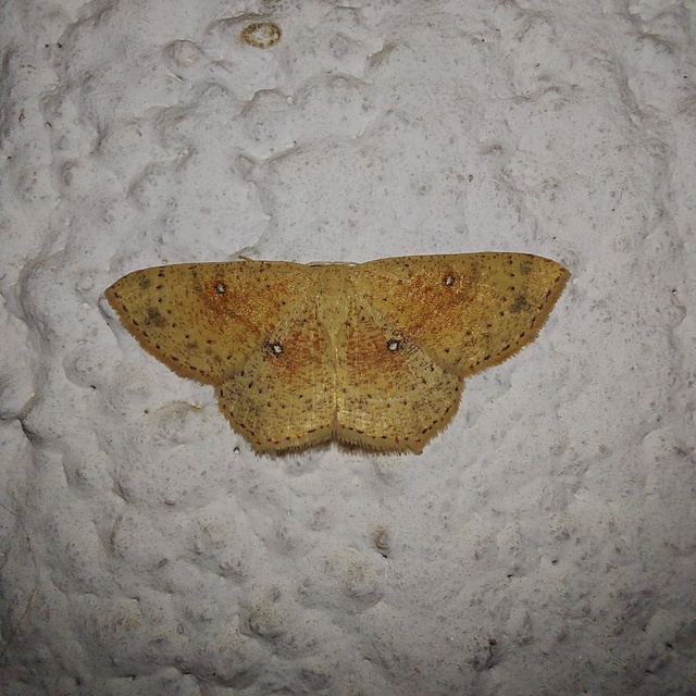 Cyclophora porata - körös pettyesaraszoló