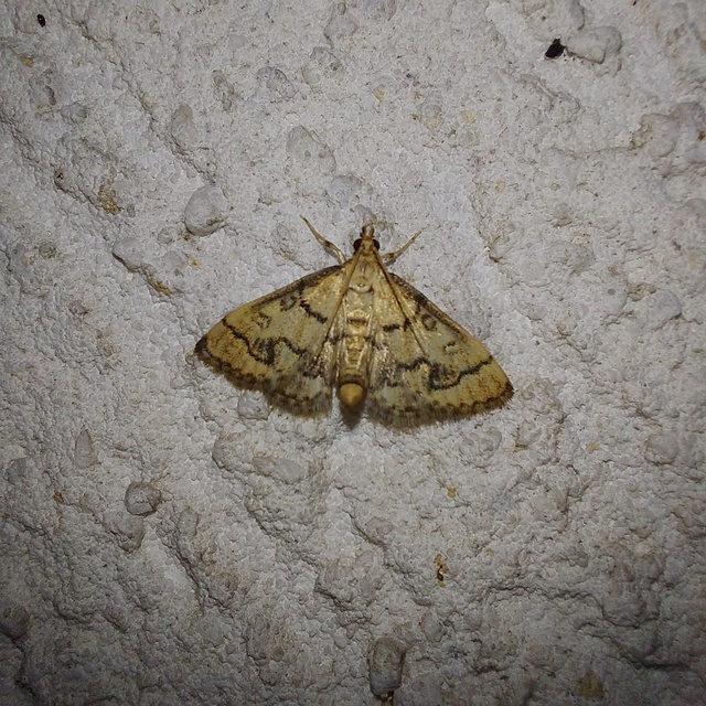 Metasia ophialis - kígyósávos tűzmoly