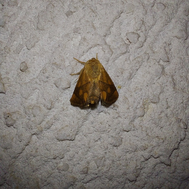 Apoda limacodes - kagylólepke