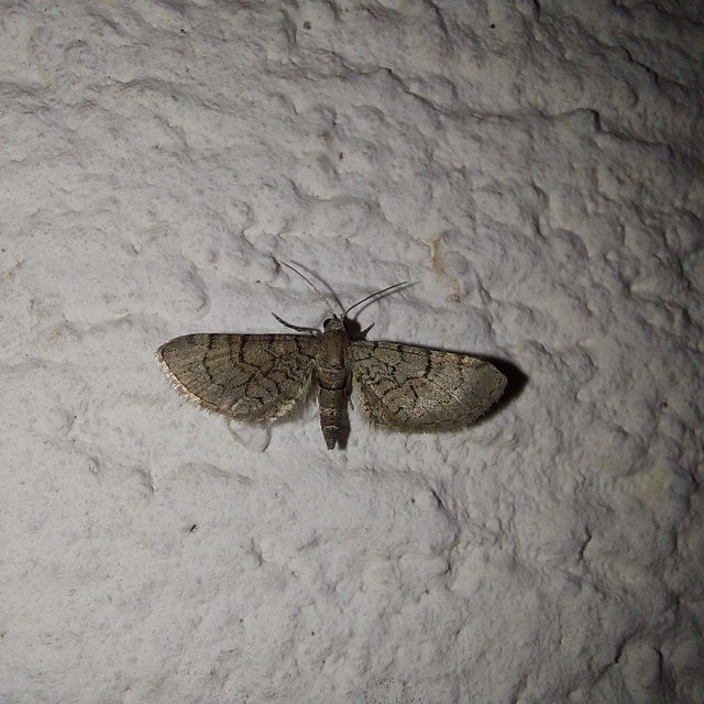 Eupithecia silenicolata - habszegfű-törpearaszoló