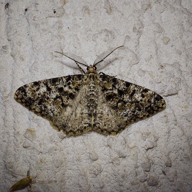 Fagivorina arenaria - bükkfaaraszoló