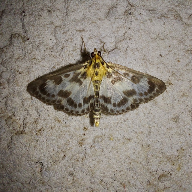 Anania hortulata - tarka csalánmoly
